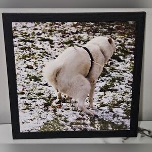 Pooping White Husky Framed Photo (12"x12")
